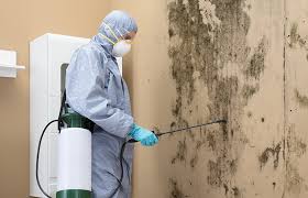 Why You Should Choose Our Mold Remediation Services in Flemington, GA